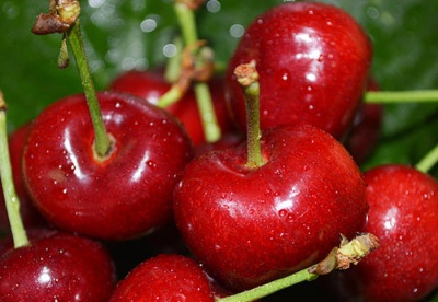 智利水果出口商协会借助进博会拓展中国市场
