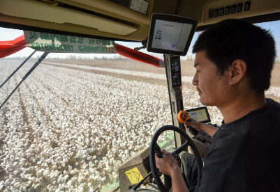 新疆棉花采摘、收购或面临多重风险