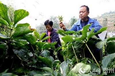 贵州大方：用好庭院“方寸地” 村民种上中药材