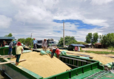 柬埔寨农产品出口大幅增长