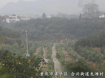 重庆梁平：万亩柚海果飘香 引16国驻成渝领事打卡