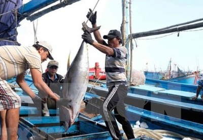 越南金枪鱼出口欧洲的大门敞开