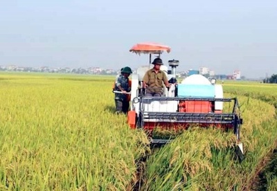2020年前9个月农业对越南永福省经济增长的贡献率为0.13%