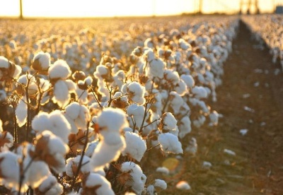 哈萨克斯坦今年的棉花收购价格将与去年持平