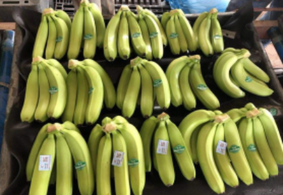 柬埔寨香蕉对华出口势头良好 投资商加大种植规模