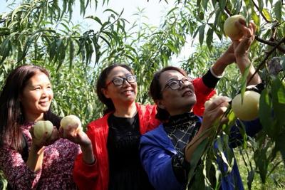 安徽繁昌：冬桃飘香引客来