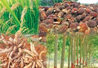 泰国四大农产品价格10月迎小涨