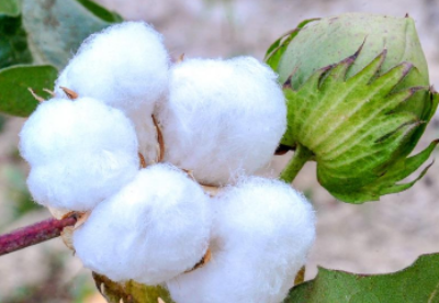 哈萨克斯坦将大力推动棉花产业集群发展