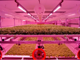 三菱化学开发出建设费减半的植物工厂