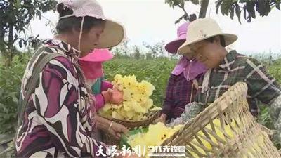 贵州纳雍县：大力种植中药材 拓宽群众致富路