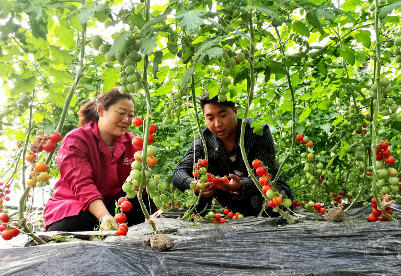 安徽颍东：小番茄做成大产业