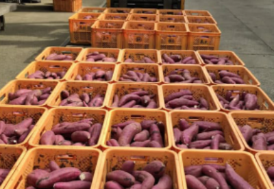 日本红薯供不应求，10年出口增10倍