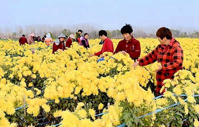 安徽固镇：菊花特色产业促进群众脱贫致富