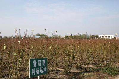 安徽阜阳颍东区：黄蜀葵香飘致富路