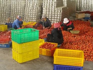 越南隆安省着重开发优势农产品