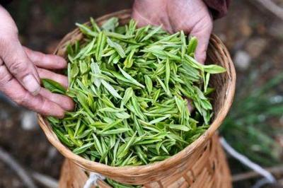 2020年贵州秋季斗茶四大“茶王”诞生