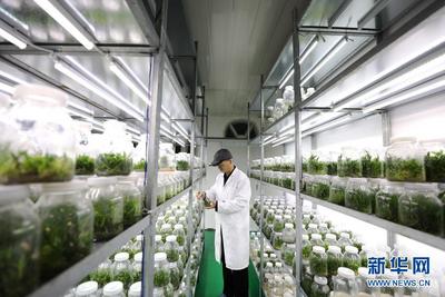 贵州江口：铁皮石斛全产业链促就业