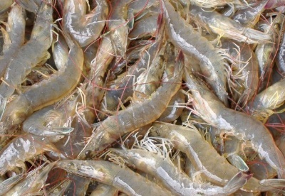 泰国虾协看好21年市场复苏 总体提升15%