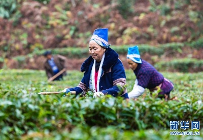 贵州立法禁止茶树种植基地使用化学除草剂