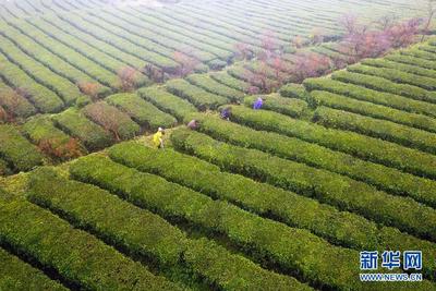 贵州立法禁止茶树种植基地使用化学除草剂