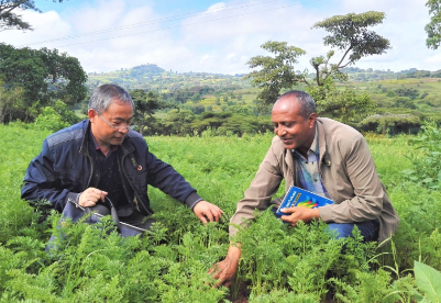 中国农业专家助力埃塞俄比亚蔬菜种植发展