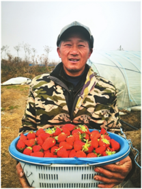 安徽肥东：火红的草莓  红火的日子 