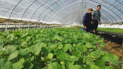安徽省寿县政协2020年度多名委员受全国表彰