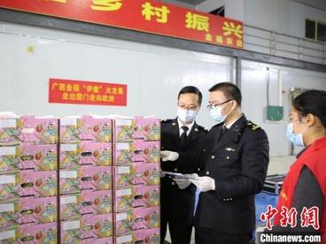 广西火龙果首次出口荷兰 开拓“一带一路”市场