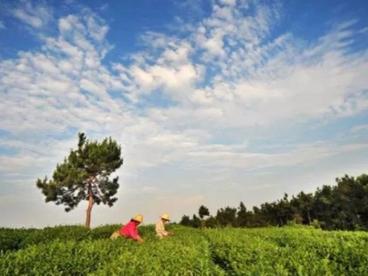 助力脱贫攻坚 中茶扶贫茶园基地正式上线国茶行微信