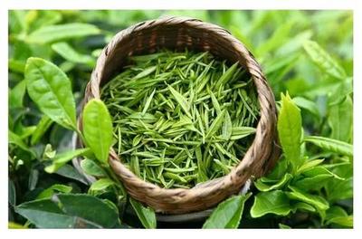 贵州省茶产业发展大会在贵阳召开