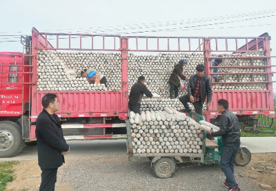 安徽泗县：乡村产业迎来春天