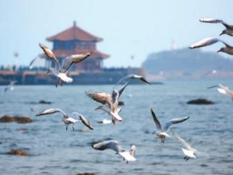 青岛为企业营造“热带雨林”生态