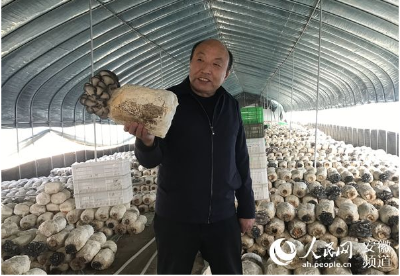 “中国好人”丁伦保和他的蘑菇世界