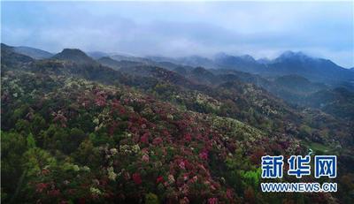 世界面积最大的杜鹃花林即将“多彩来袭”