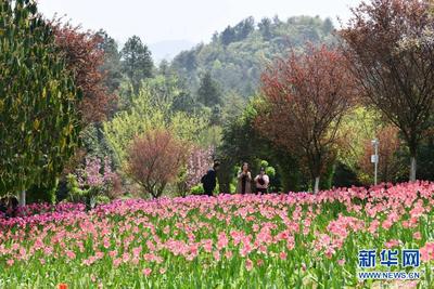 贵州龙里：龙架山花开引客来