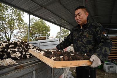 安徽怀远：种植羊肚菌　土地能生金