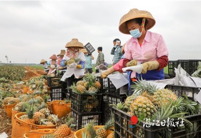 徐闻“菠萝的海”何以迅猛“涨潮”