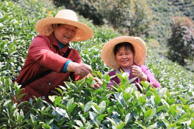 黄山市徽州区：“茶长制”助力茶产业高质量发展