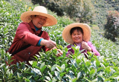 黄山市徽州区：“茶长制”助力茶产业高质量发展
