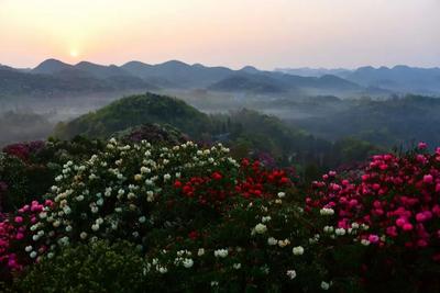 百里杜鹃景区发布重要提醒