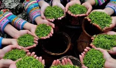2021年贵州茶产业十佳评选结果将于茶产业博览会揭晓