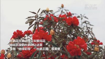 一路繁花似锦！“杜鹃王国”索玛花开别样红 