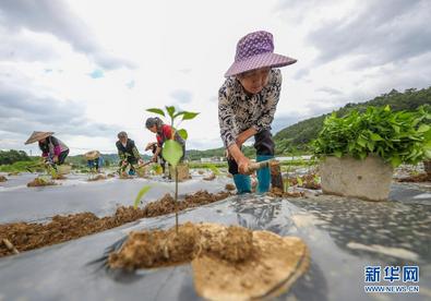 贵州玉屏：辣椒种植助农增收