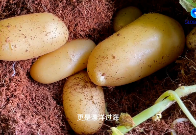 全球连线｜中国“小土豆”从这里走向世界