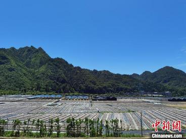 贵州成中国南方最大的夏菇生产基地
