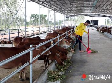 企业家返乡创业当“牛倌” 带领乡亲奔上致富路