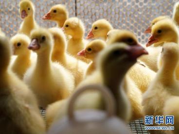 黑龙江林口：大鹅养殖助农脱贫增收