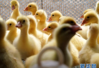 黑龙江林口：大鹅养殖助农脱贫增收