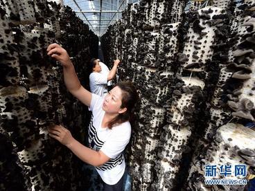 黑龙江林口：食用菌采摘晾晒忙