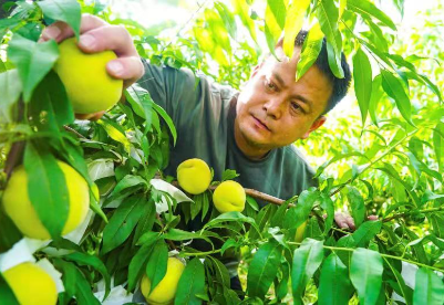 安徽五河：打造特色水果产业 助力乡村振兴